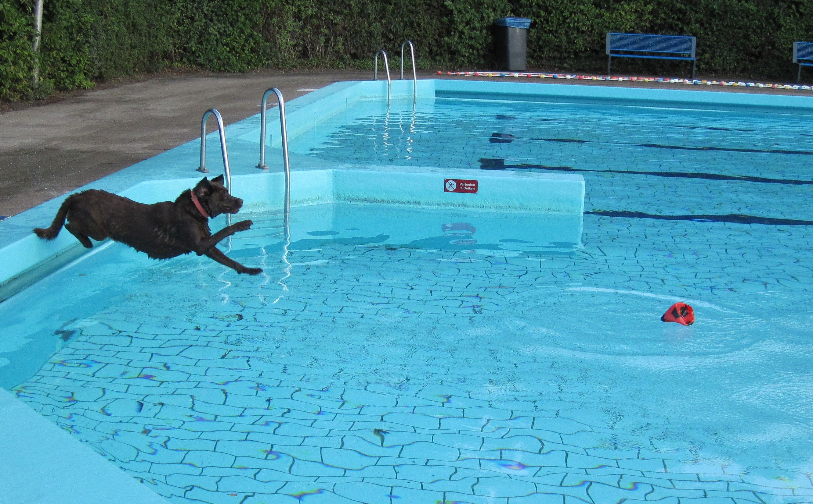Hondenzwemmen